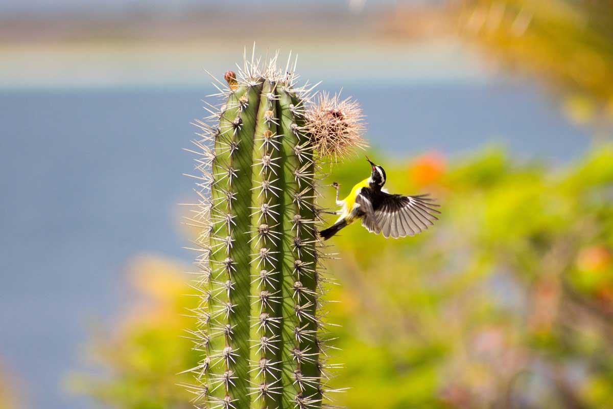 cacti bird 2